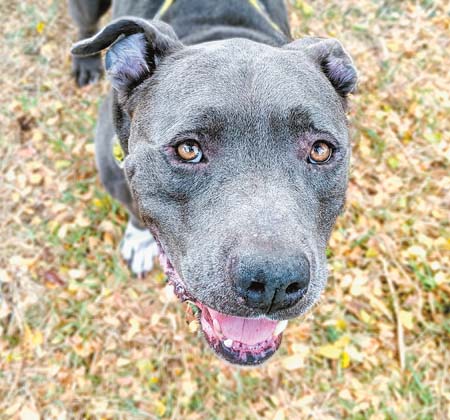 Pet of the Week